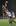 Israel Folau of the Broncos jumps for a high ball during the match against the Tigers in Sydney. Photo / Getty Images