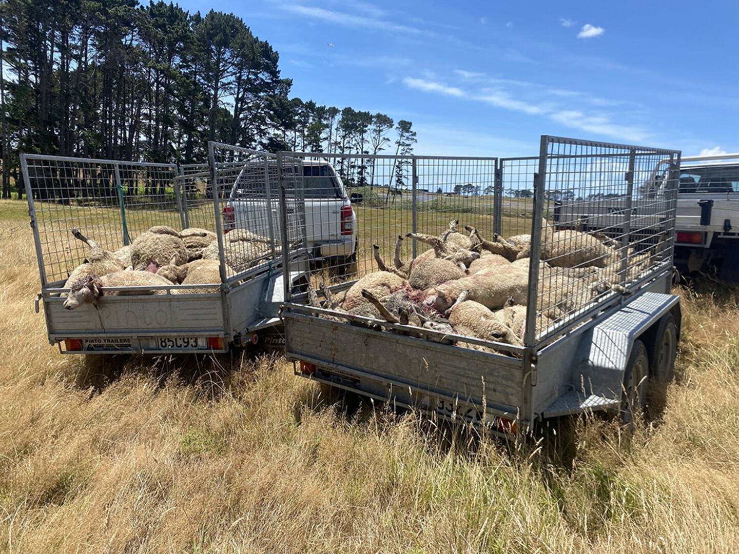 A total of 142 lambs were killed and another 86 injured in the two January attacks.