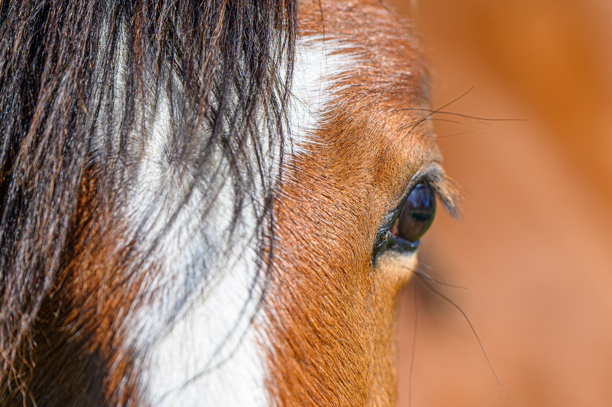  The wild herd are named after the range they roam on – the Kaimanawa Range. Photo / David Hall