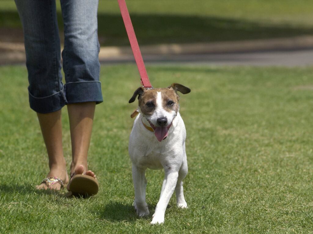 Monte Cecilia Park off-leash dog area banned, protest erupts - NZ Herald