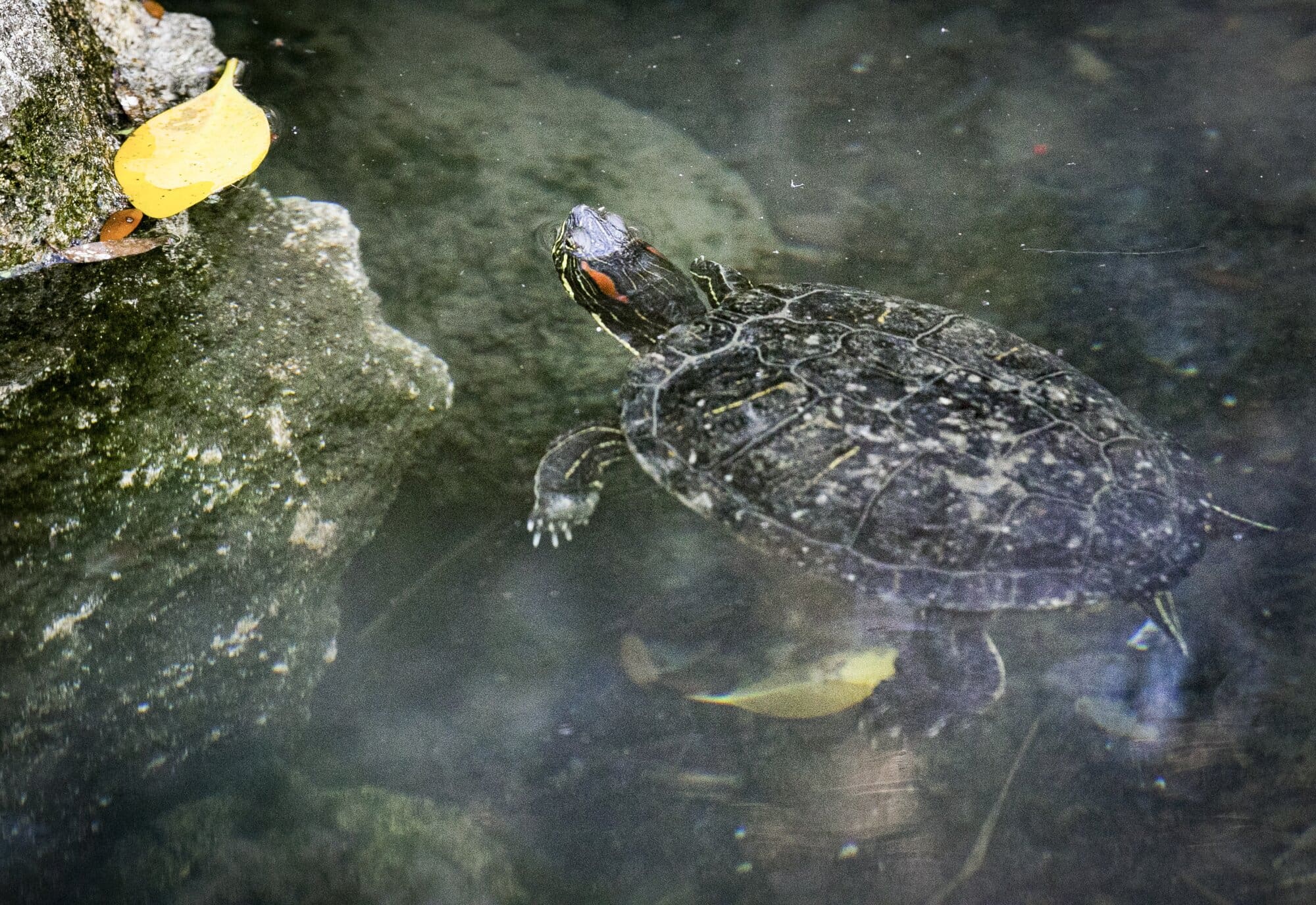 Theft from Hasting Cornwall Park : Stolen turtles slowly make their way home
