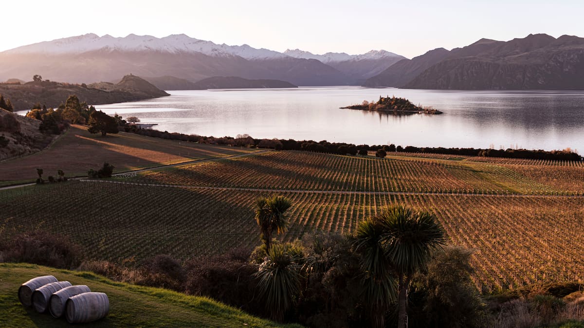 ‘The power of nature’: Under the radar New Zealand wines to seek out now