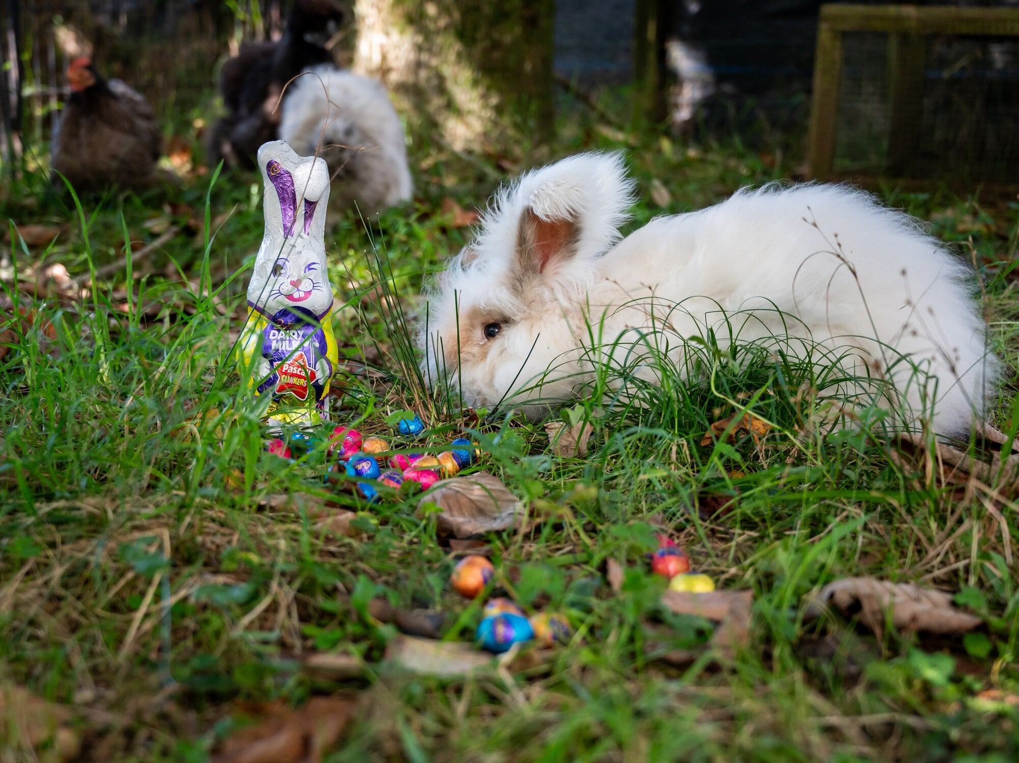  ‘Scruffy’ the rabbit, meeting the Easter bunny. Photo / Brydie Thompson