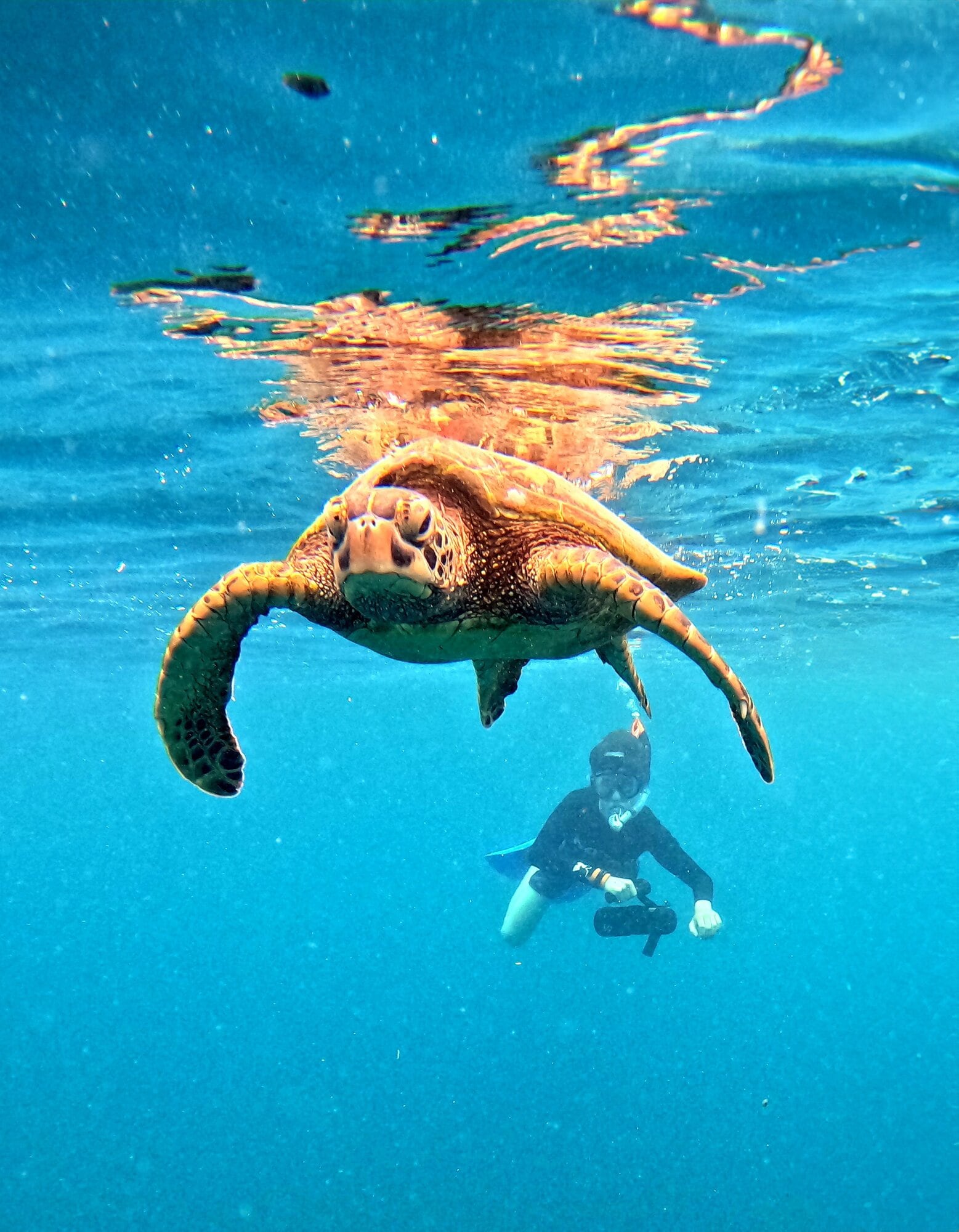 DCIM\107GOPRO\GP019965.JPG Swimming with green sea turtles. Photo / Ariki Adventures