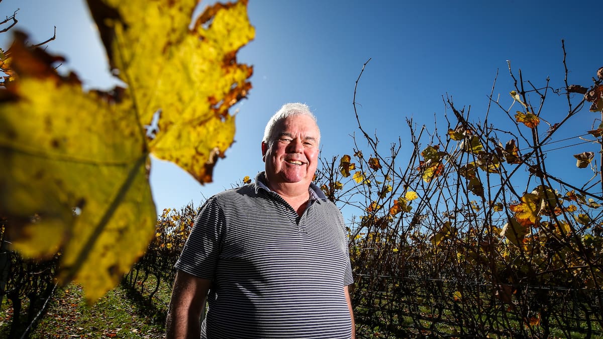 Askerne Estate Winery owner John Loughlin says it has been a good grape harvest albeit a bit light. Photo / Paul Taylor