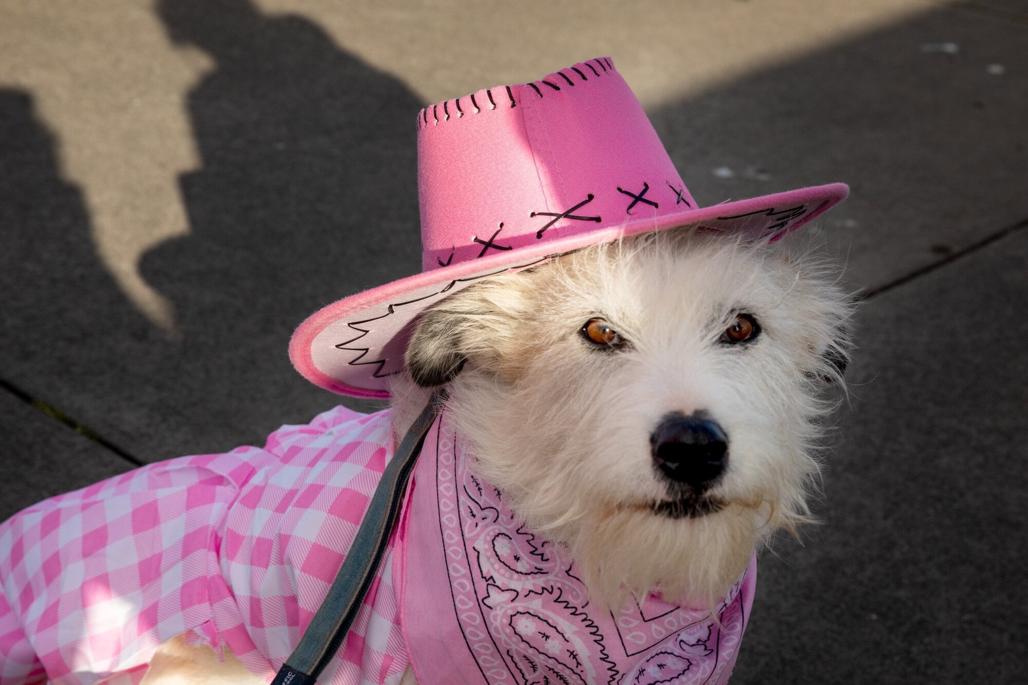  Canine friends are encouraged to come along and dress up. Photo / Breast Cancer Support Service Trust Tauranga