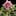 Hellebores are known as the Lenten or winter rose.
PICTURES / SUPPLIED