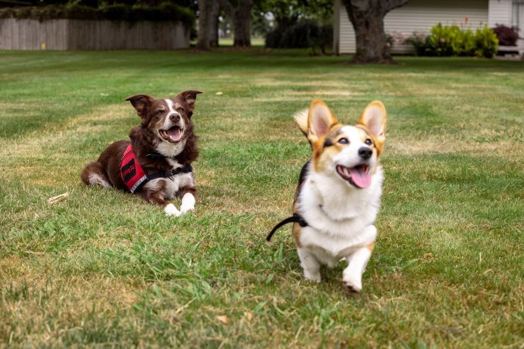 Cino and Lilli are checking vehicles for gold clams this summer.