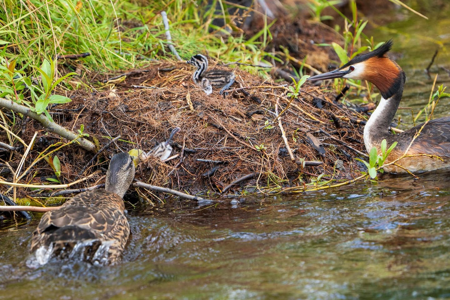 DOC rangers said the behaviour was virtually unheard of. Photo / Supplied