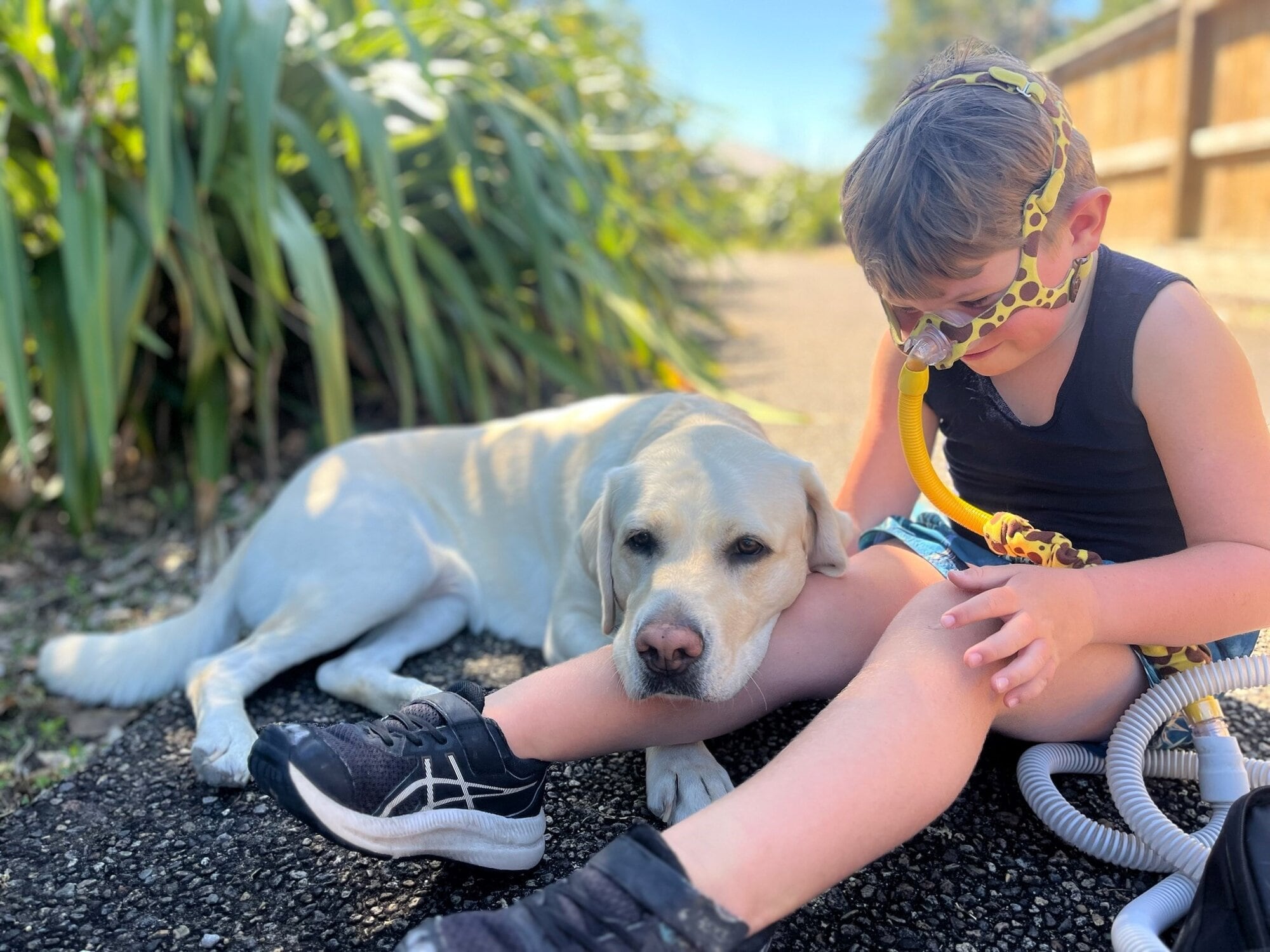  Assistance dog Kōwhai keeps Harry Ward company while he breathes. Photo /Supplied