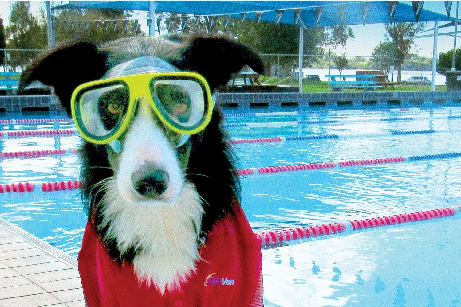  Pooch in the Pool returns to Memorial Pool on April 11.  Photo / Supplied