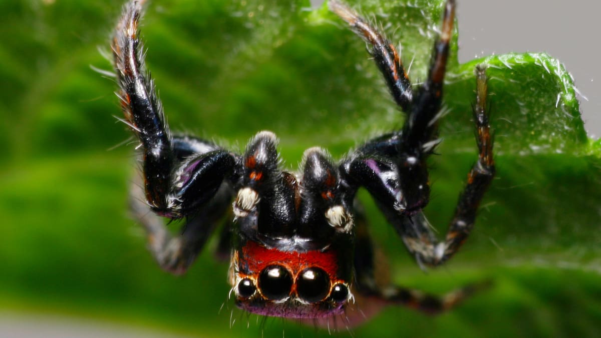 Doctor Spider: From arachnophobe to arachnologist - NZ Herald