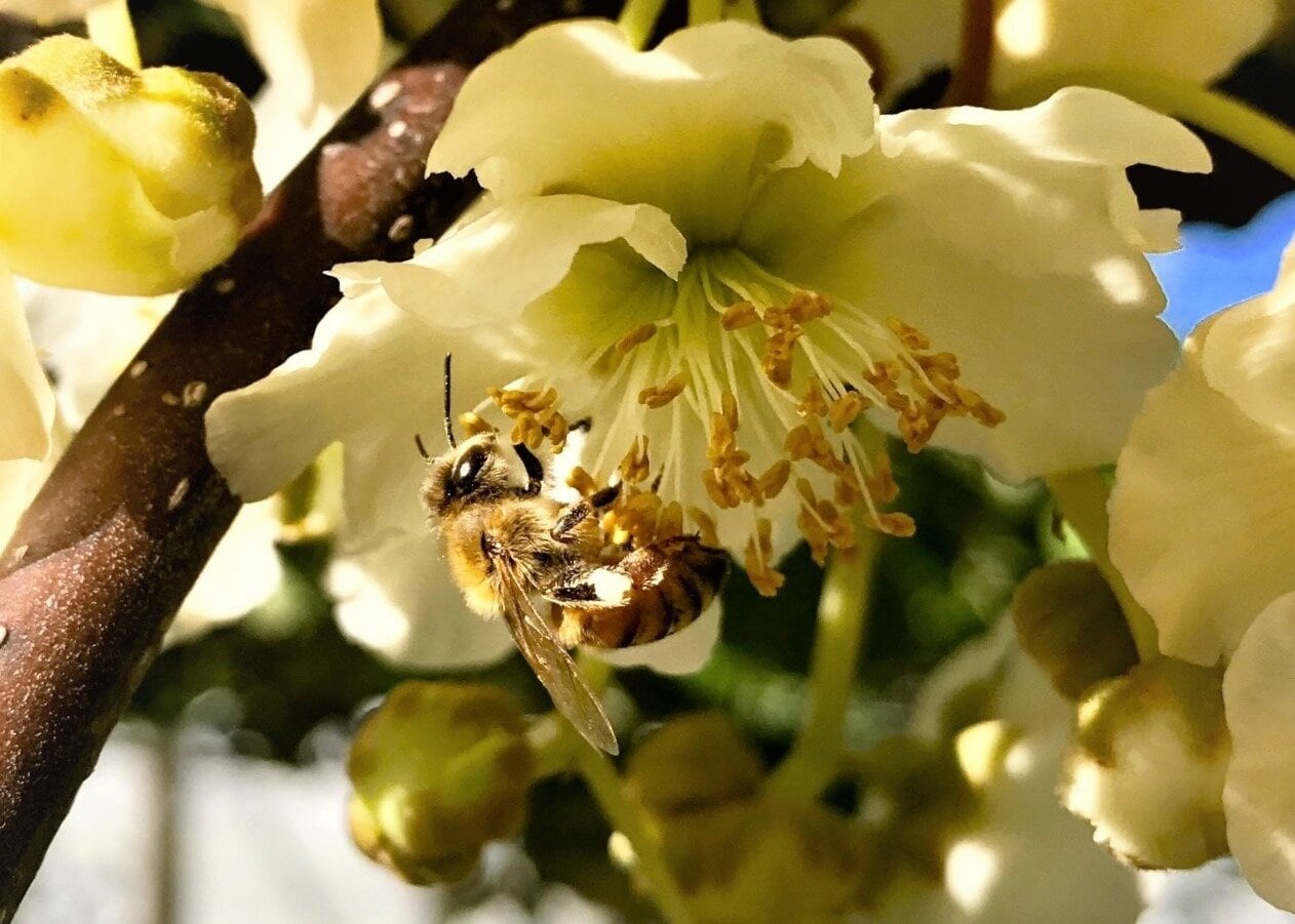 Bees' vital role boosts $7.54b hort industry