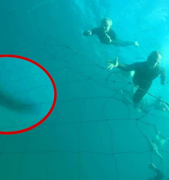 Underwater photo reveals Bondi Beach swimmers' shark encounter