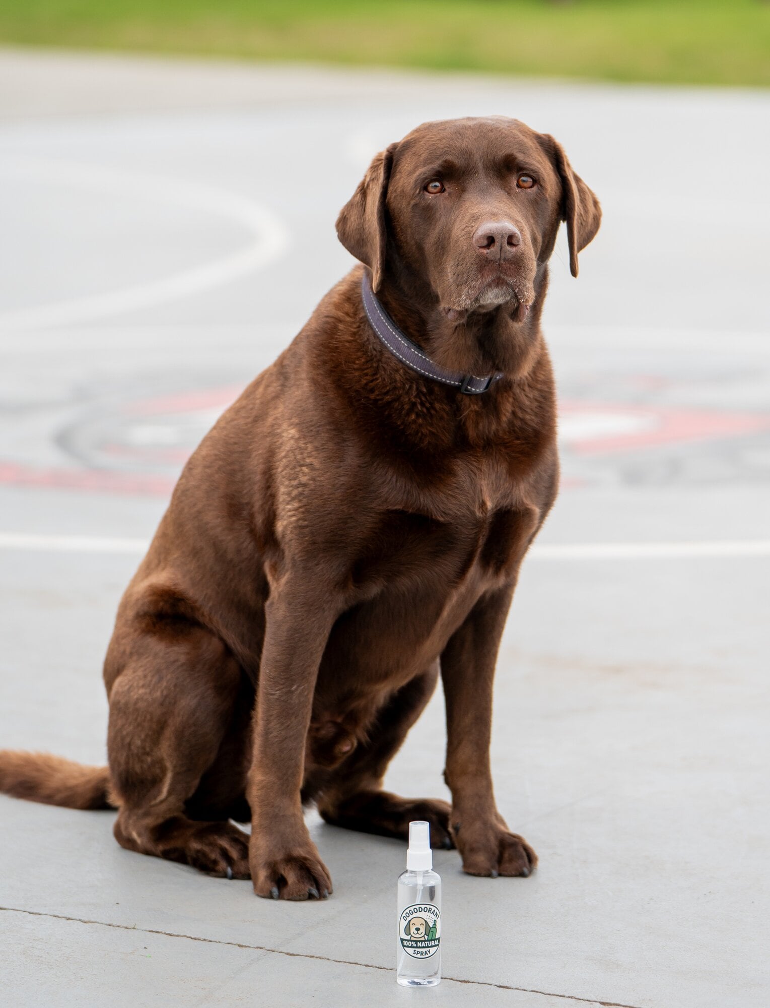 Local dog Charlie gets a whiff of the ‘Dogodorant Spray’. Photo / Brydie Thompson