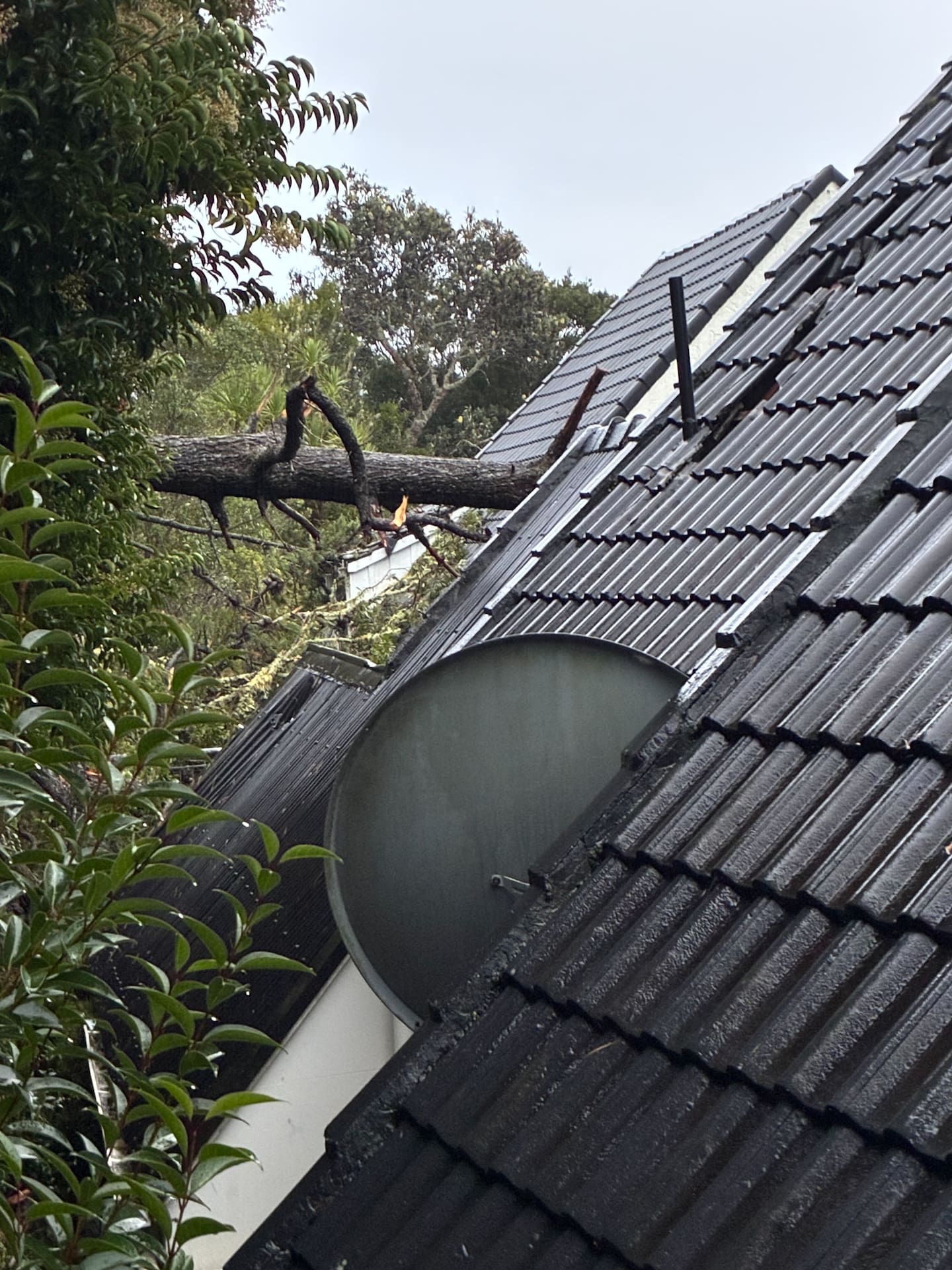 The landslide caused a tree to spear through a Waiwera resident's apartment. Photo / Supplied