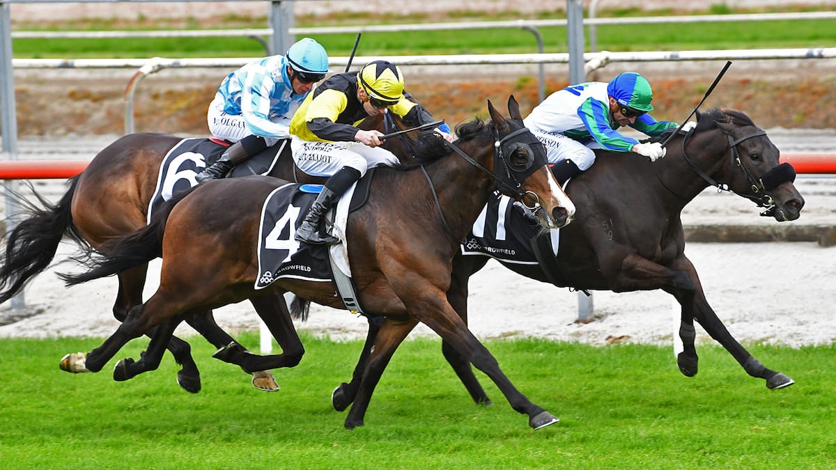 Te Rapa hosts Livamol Classic as One Bold Cat aims for ... - NZ Herald