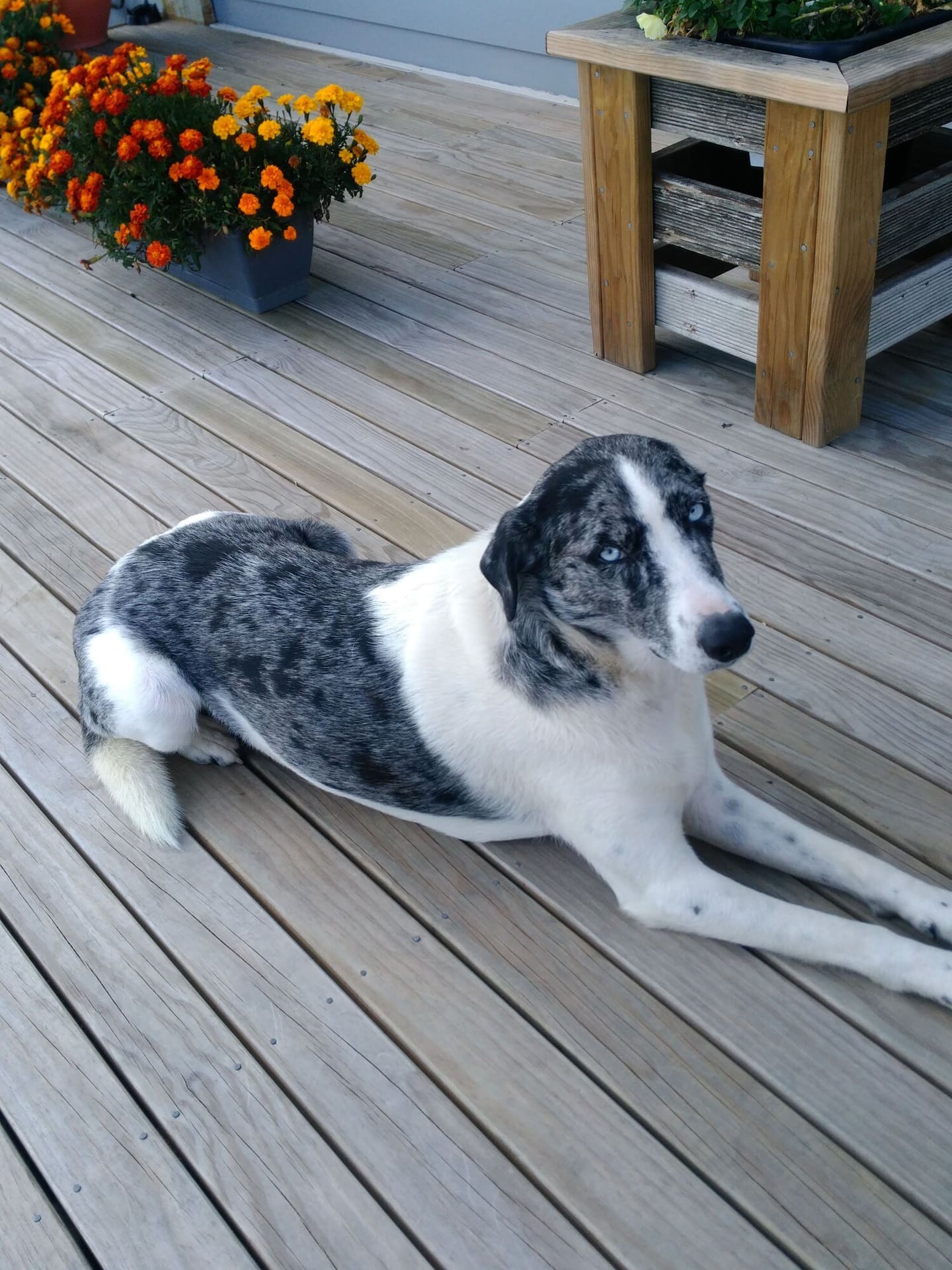 The 7-year-old Catahuala dog was shot with a slug gun by Glenn Forsyth, after it came onto his property and starting eat bread that had been put out for the birds.
