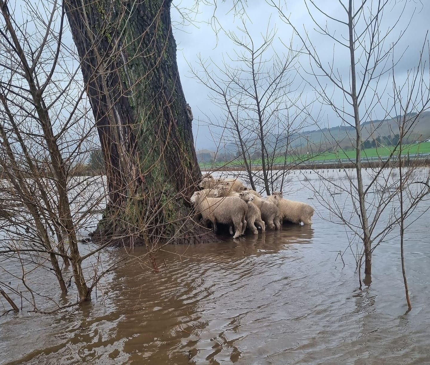 The sheep in Poukawa in the Hastings District were surrounded by floodwater.