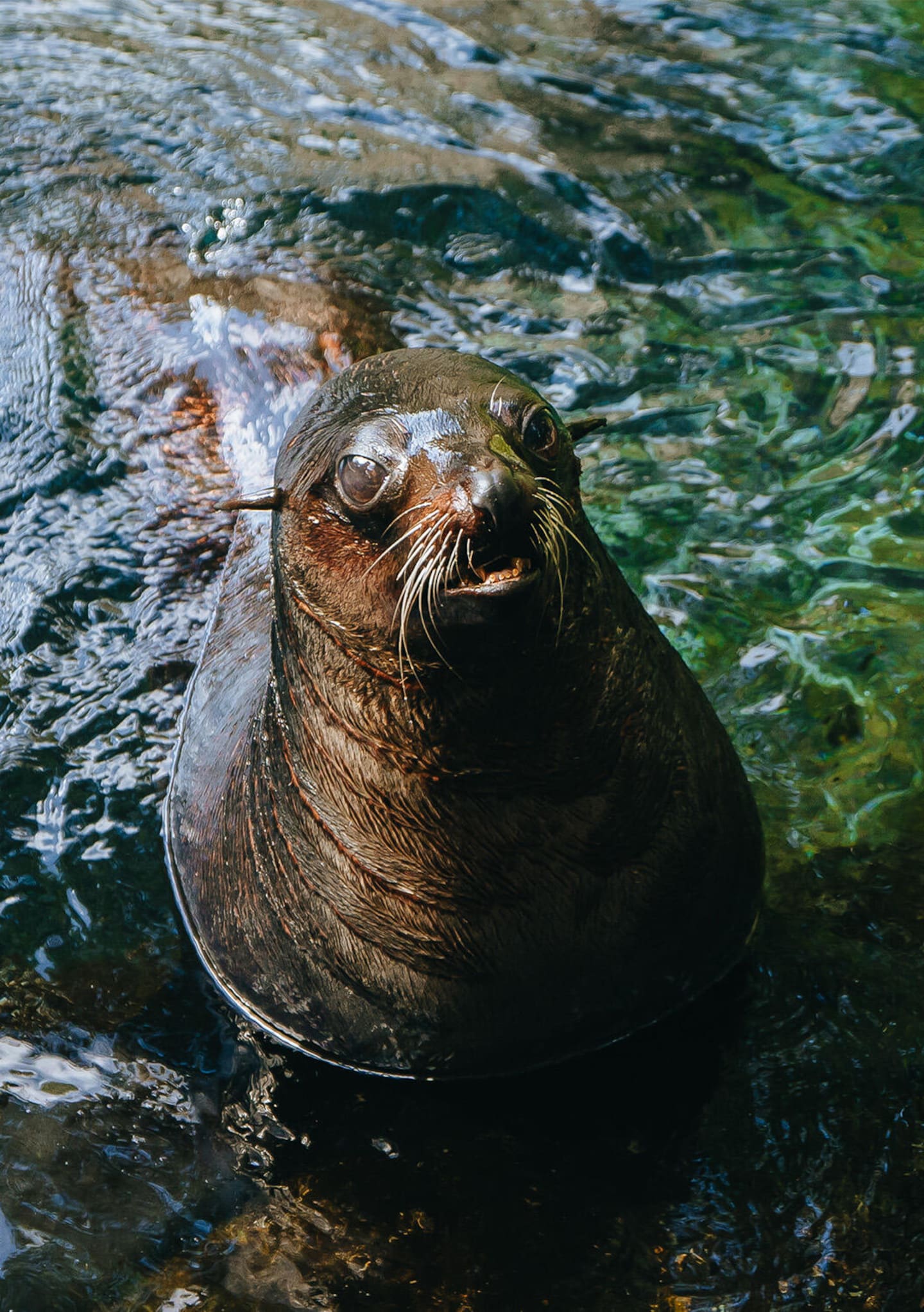 In his over 19 years at the zoo, the seal was an excellent ambassador for marine life and marine conservation. Photo / Auckland Zoo