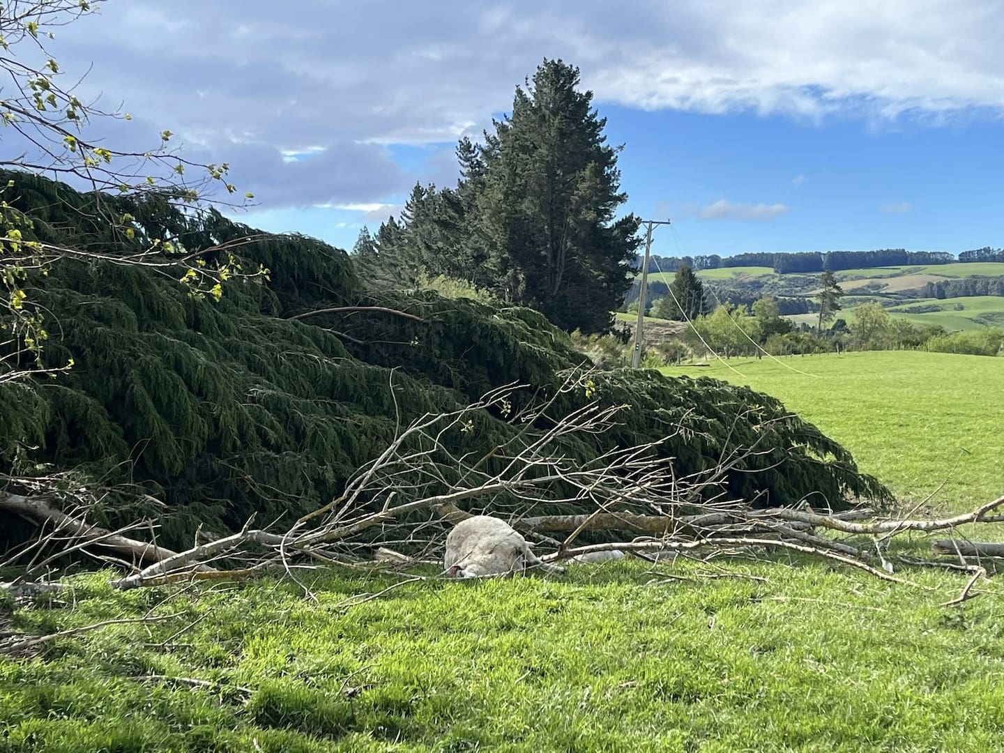 Heriot farmer Graeme Richardson says one of his ewes was electrocuted when a tree she was sheltering under fell, bringing down powerlines. Photo / Alan Richardson