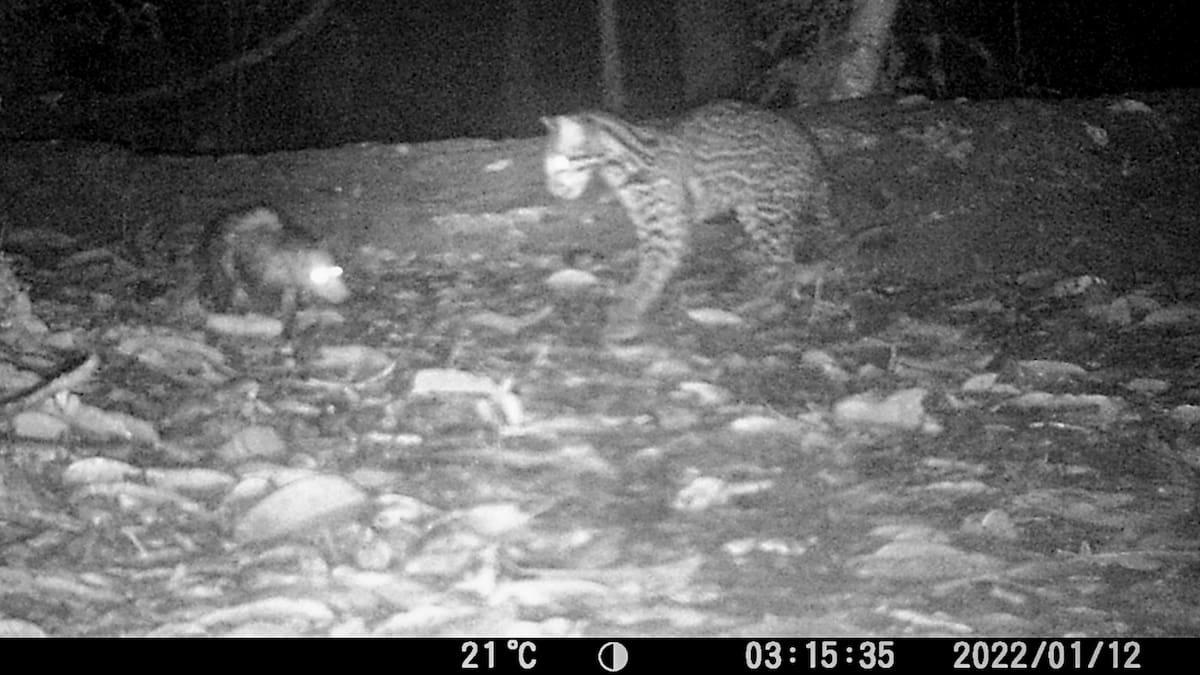 Videos from the Amazon reveal ocelots and opossums seeming to team up for hunting