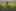 A young Indian farmer walks through a mustard field at Kanachack village, near the India-Pakistan border, 30 kilometers from Jammu, India. Photo / AP