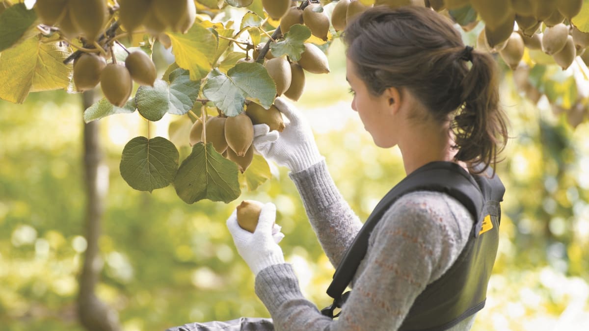 Zespri's case against illegal gold kiwifruit planting goes to new court