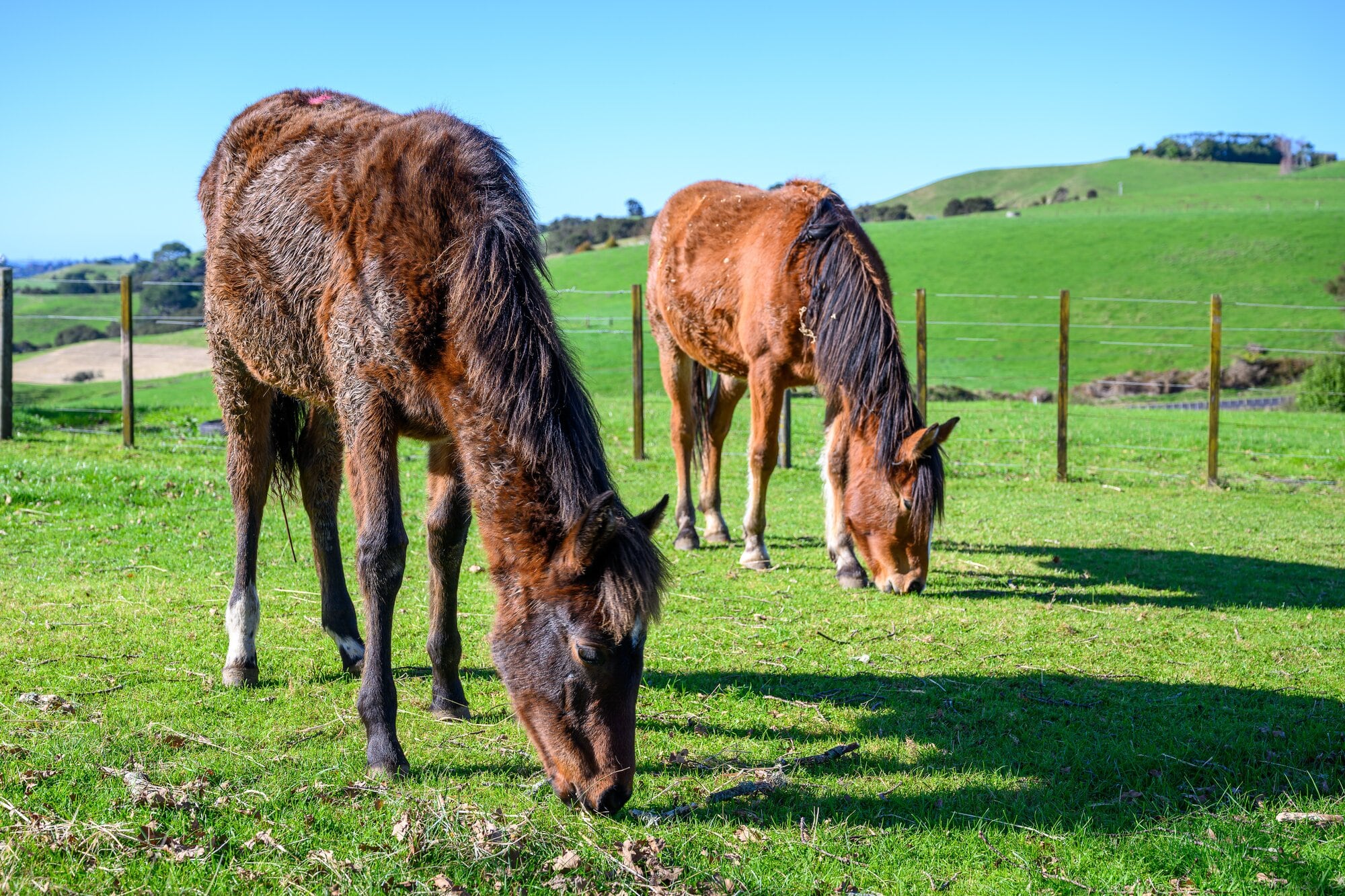  The two Kaimanawa horses at Bex Tasker’s Aongatete property. Photo / David Hall
