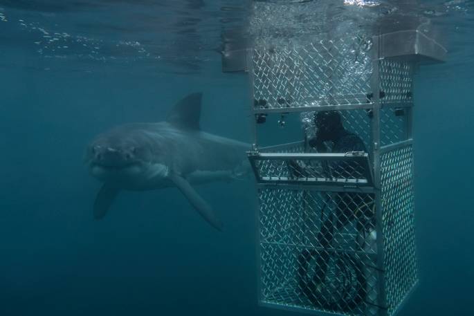 Riley Elliott with a great white shark on Discovery Channel's Shark Week TV series.
