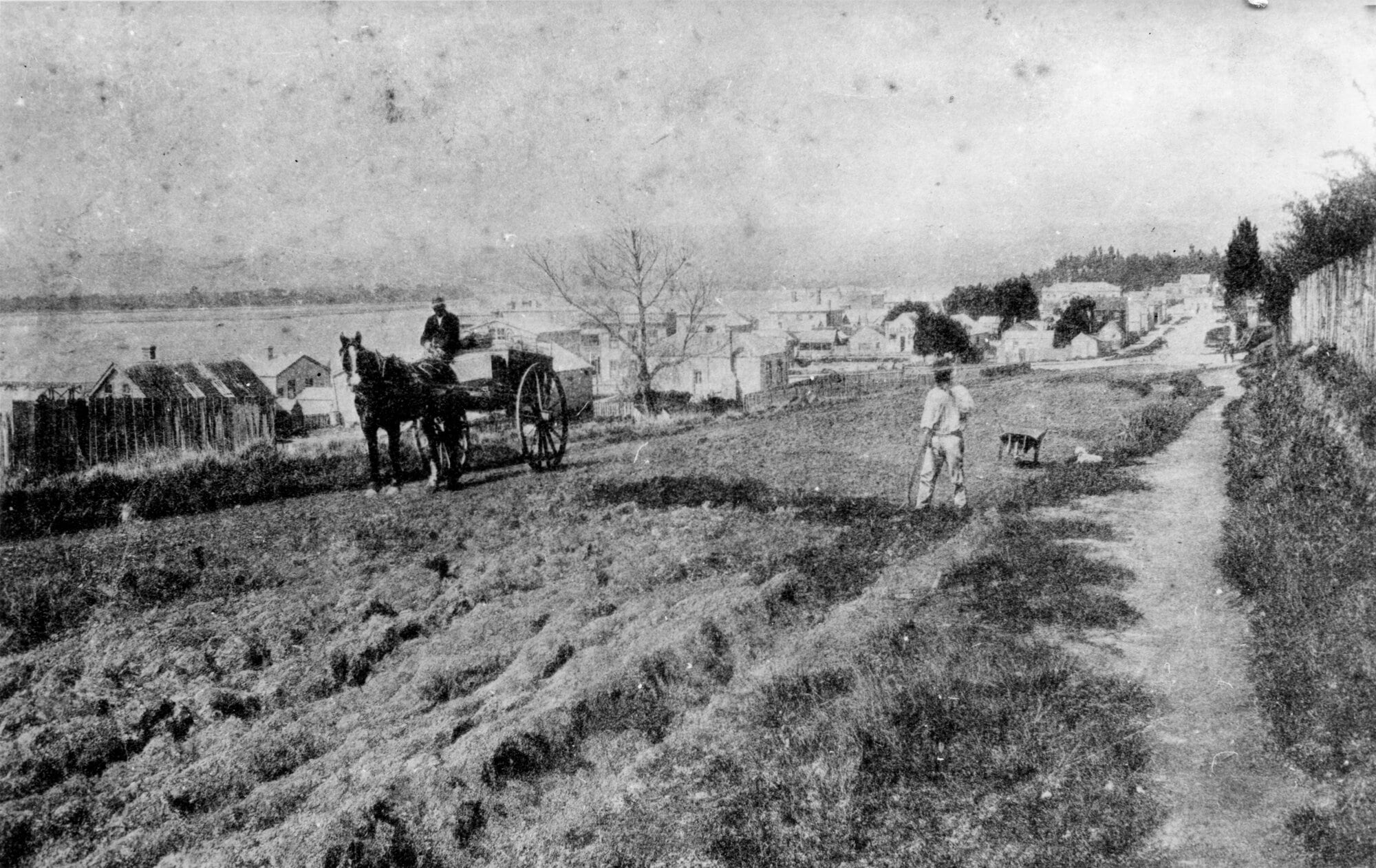 Willow Street, Tauranga, looking southeast, in about 1880. The aspen tree can be seen in the centre. Photo / Tauranga City Library Collection