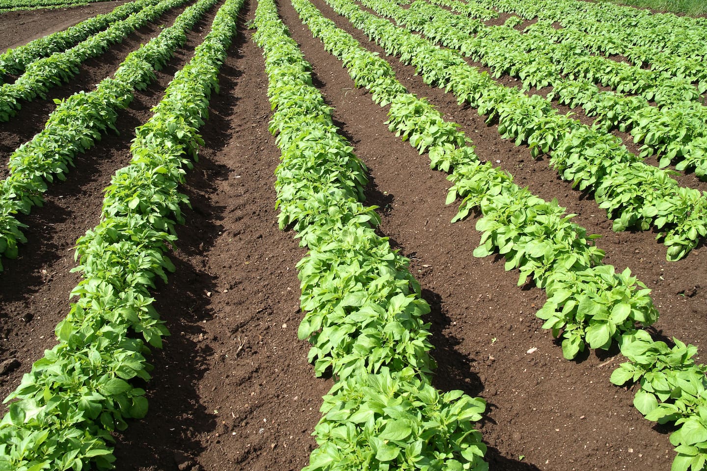 Vegetable NZ's Andrew Bristol says despite recent weather it has mostly "been a good growing season for vegetables". Photo / NZME