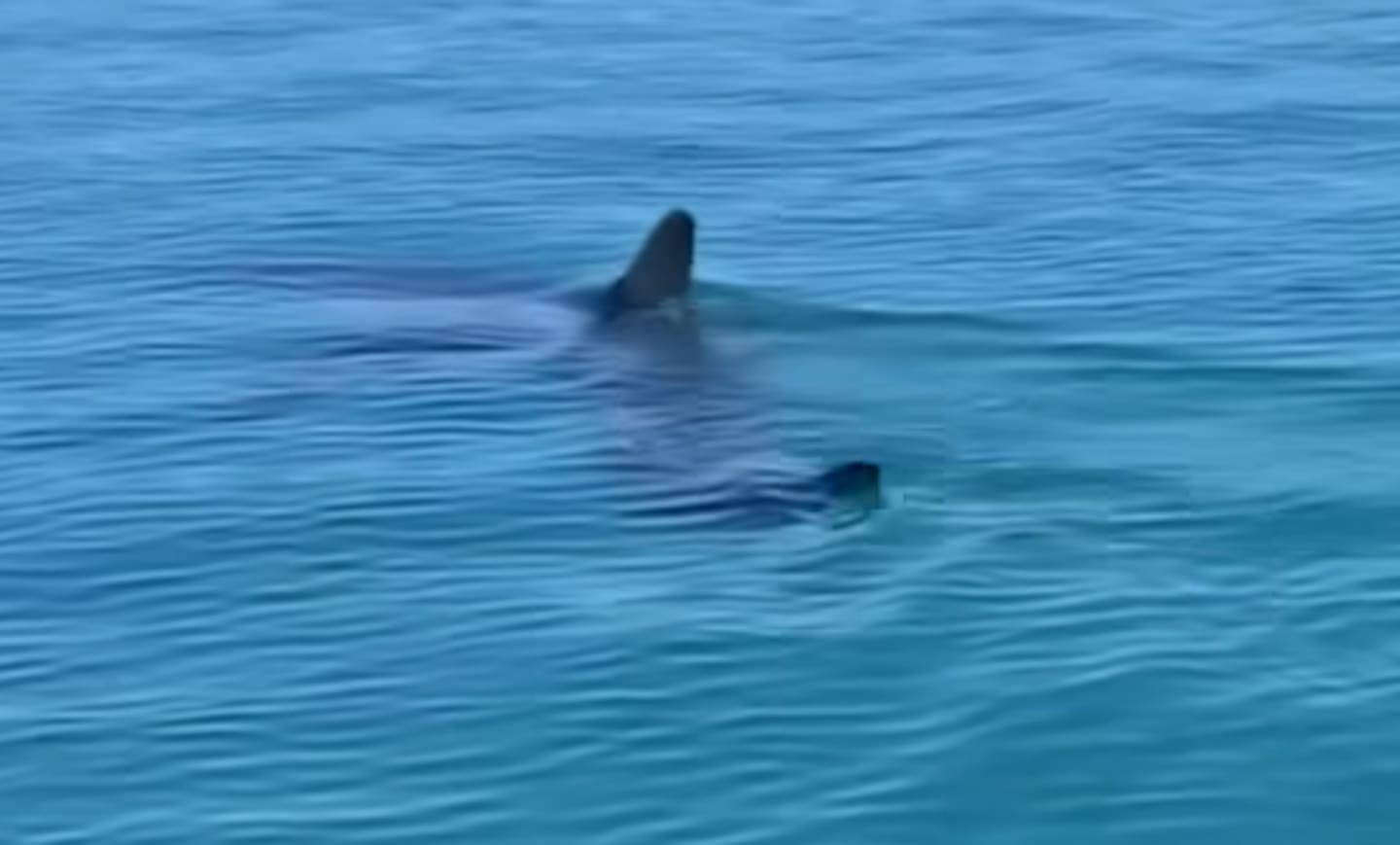 Watch: Kāwhia Harbour great white shark with rope around its tail ...
