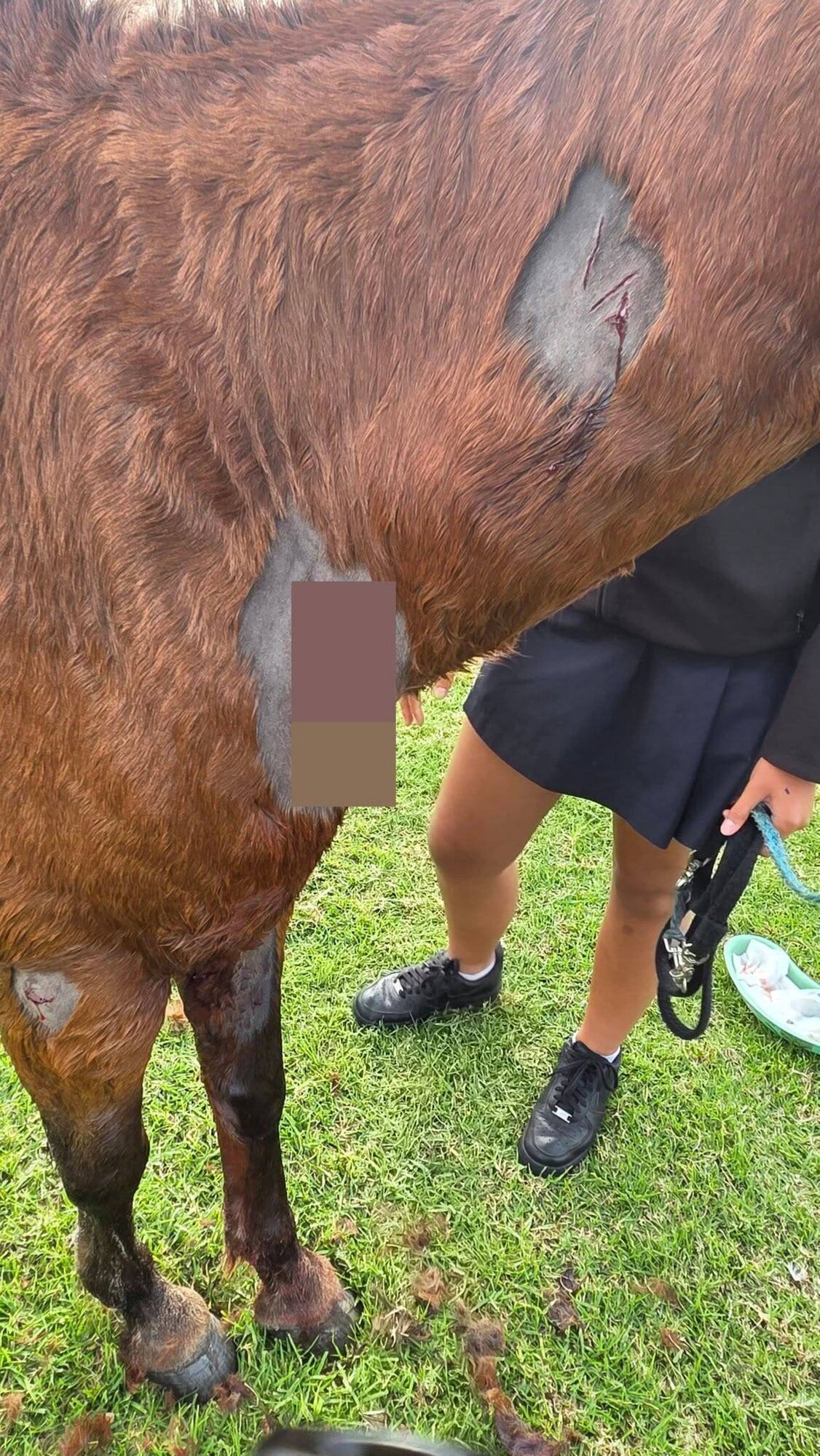 Hero's injuries after he was attacked by two dogs at Pāpāmoa Beach.