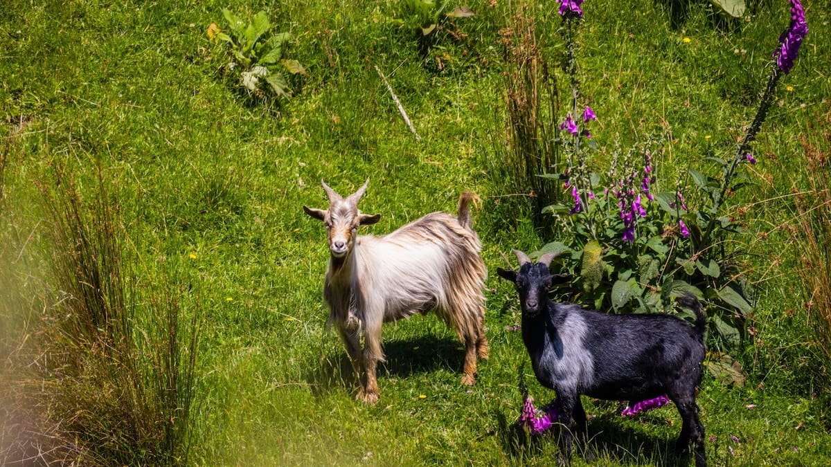 Feral goats’ days numbered in ‘unique’ conservation park Feral goats’ days numbered in ‘unique’ conservation park