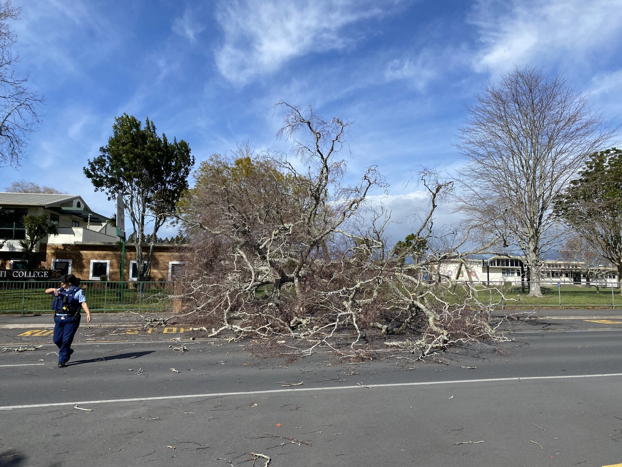  Police had to stop traffic while Katikati Volunteer Fire Brigade cut down a fallen tree on Katikati College  grounds on Beach Rd at 10am on Saturday. Photo / Merle Cave