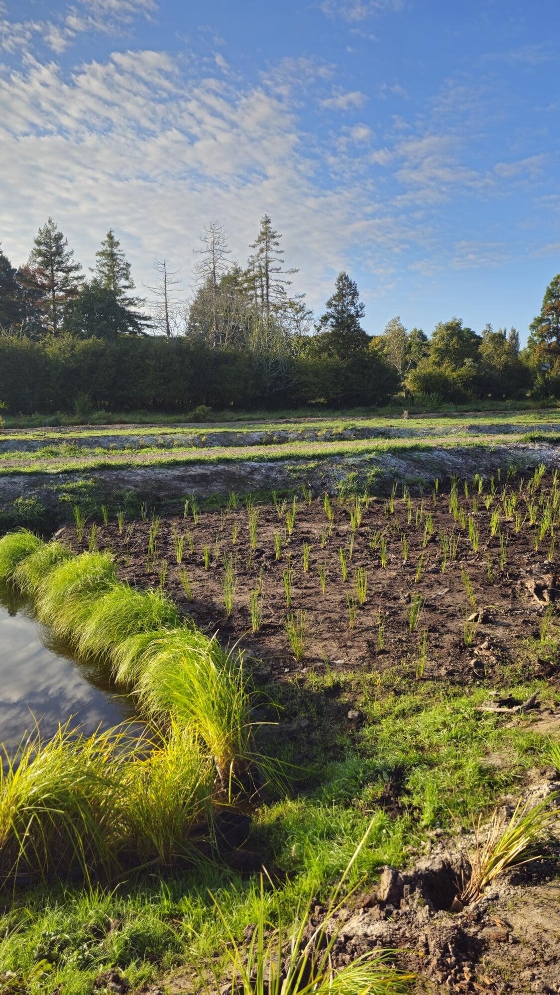 The restoration project will add to previous wetland planting work at Lawrence Oliver Park.  Photo / WBOPDC