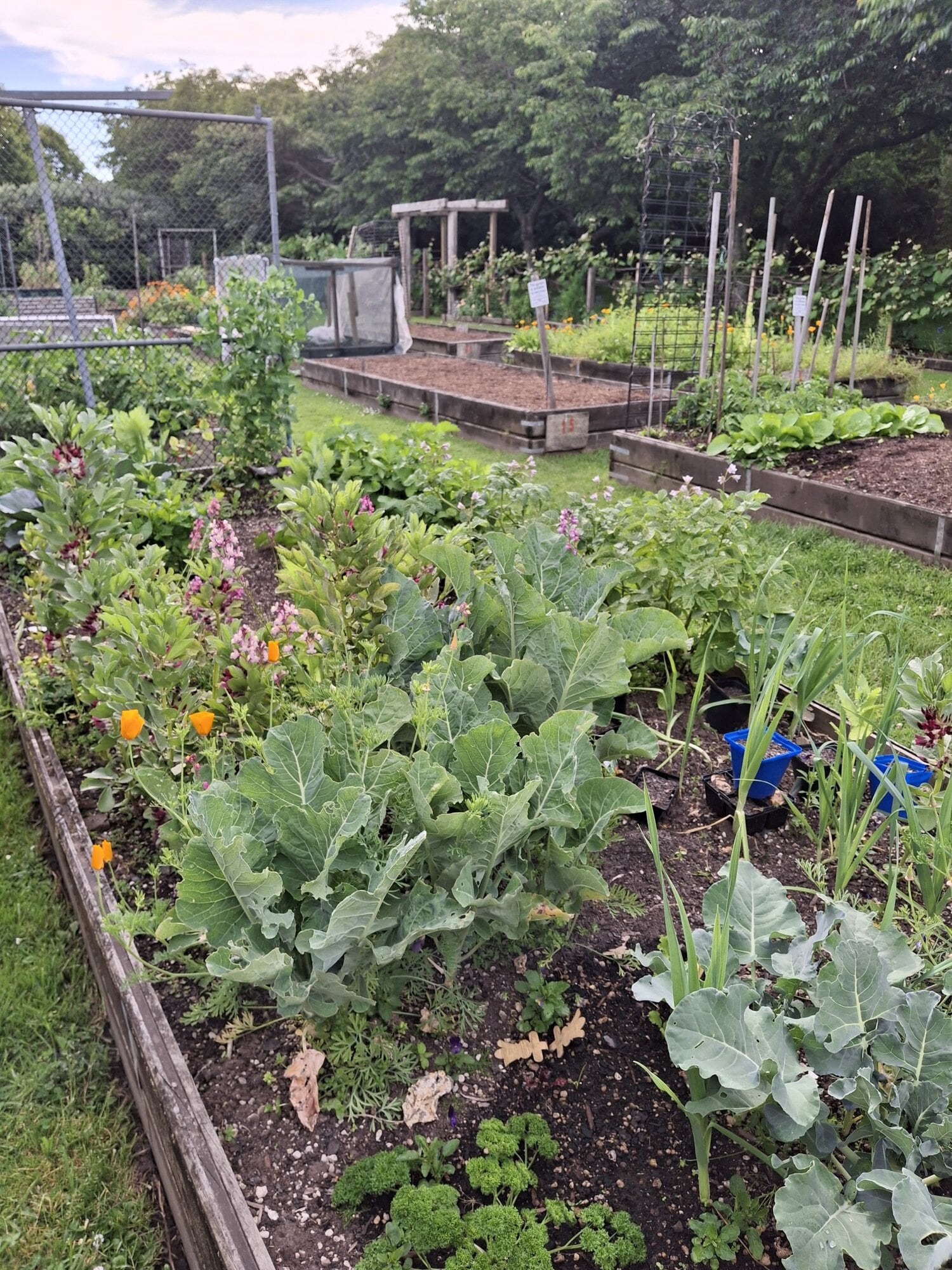 Thriving vegetable gardens at the Ōtūmoetai Railway Community Garden.