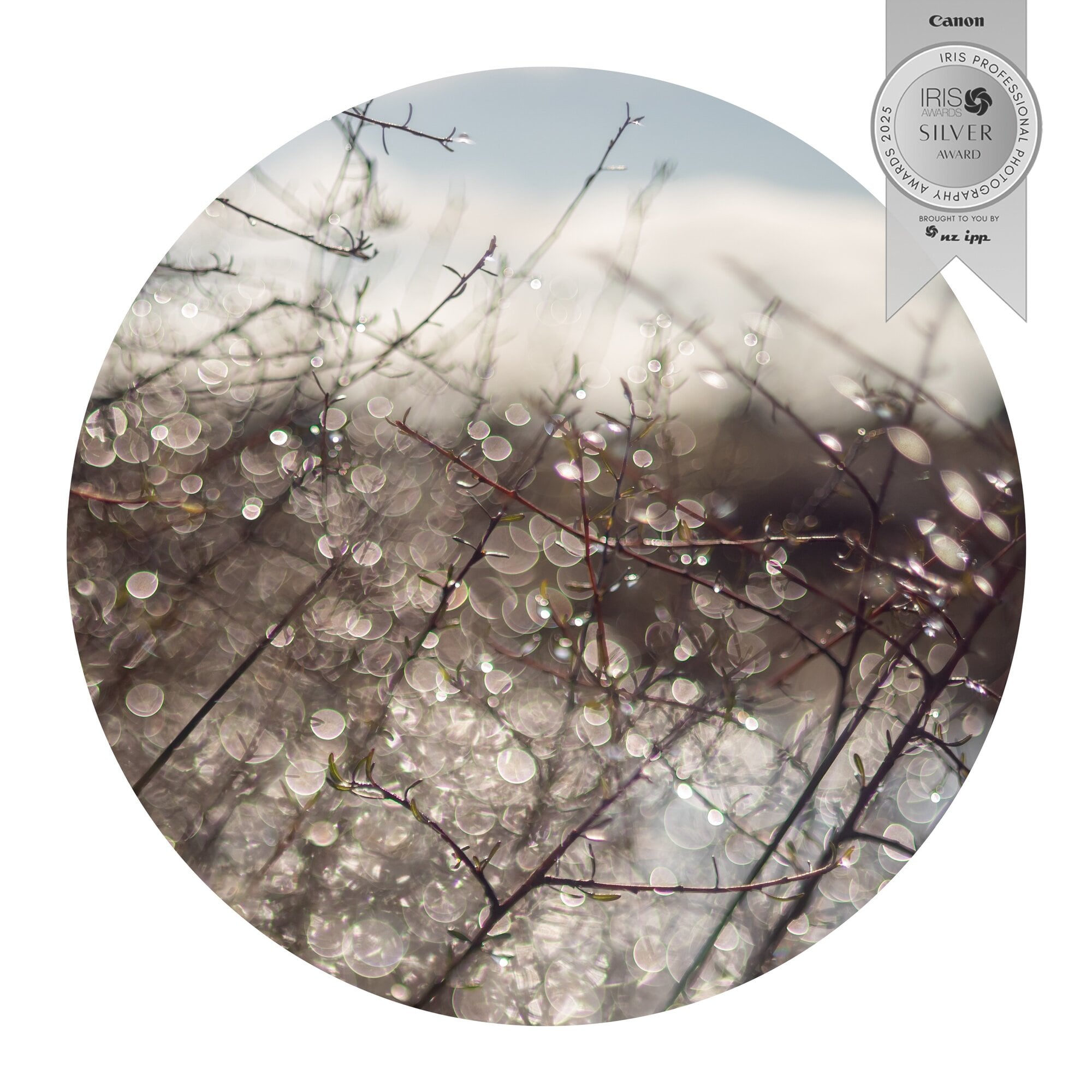  This shot of dew drops won a silver award in the nature category at the 2025 NZIPP Iris Awards. Photo / Anna Menendez