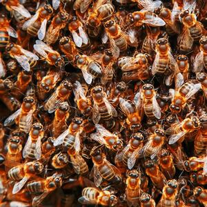 Swarm of bees attack French town, dozens injured, three people critical