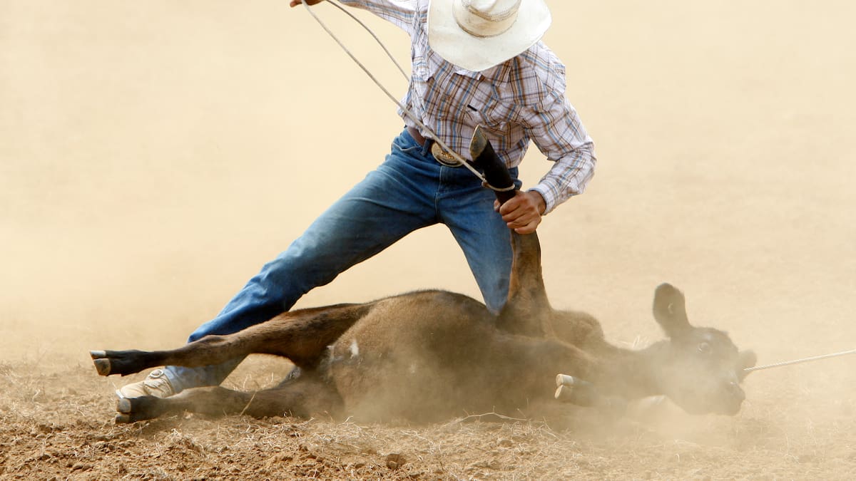 Protest against cruelty at Urenui Rodeo - NZ Herald