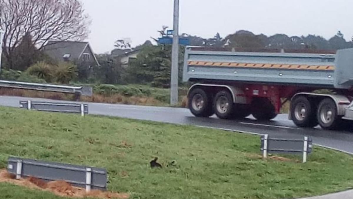 Christchurch roundabout rabbits may be culled or caught - NZ Herald