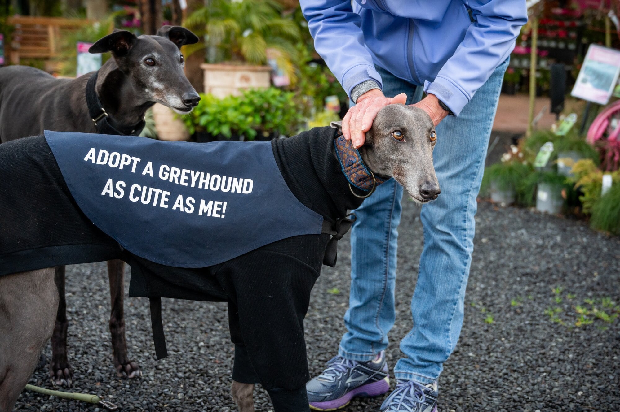  Adopt a greyhound as cute as Maus. Photo / Brydie Thompson