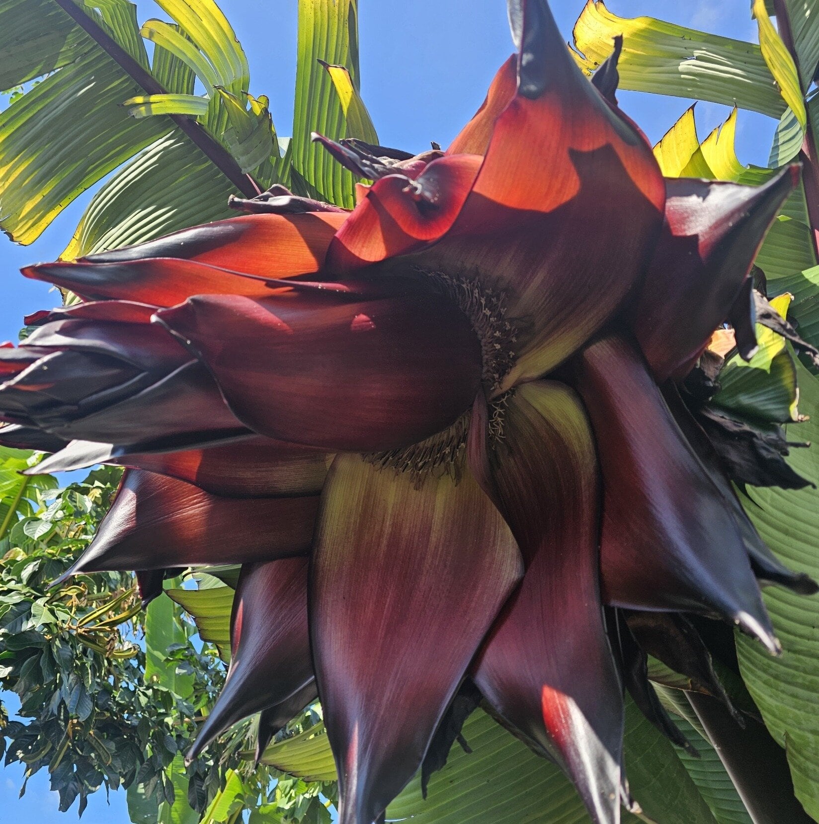  Red Abyssinnian Banana. An ornamental plant, but one that has an edible root and stem. Fawcett has supplied leaves to use in festivals such as Diwali. Photo / Supplied