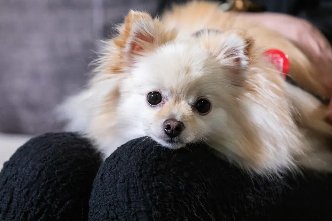 Debbie Malloch's dog Bacardi. Photo / Nick Monro, RNZ