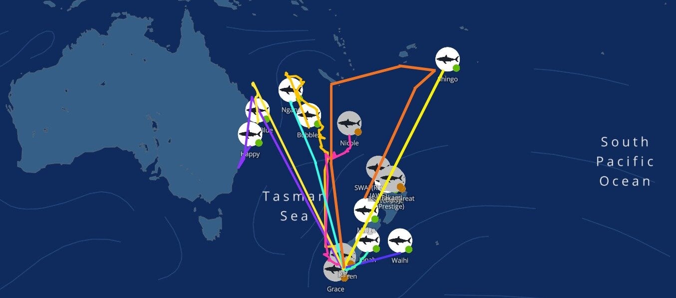 The Great White app tracks as of October 2025. 