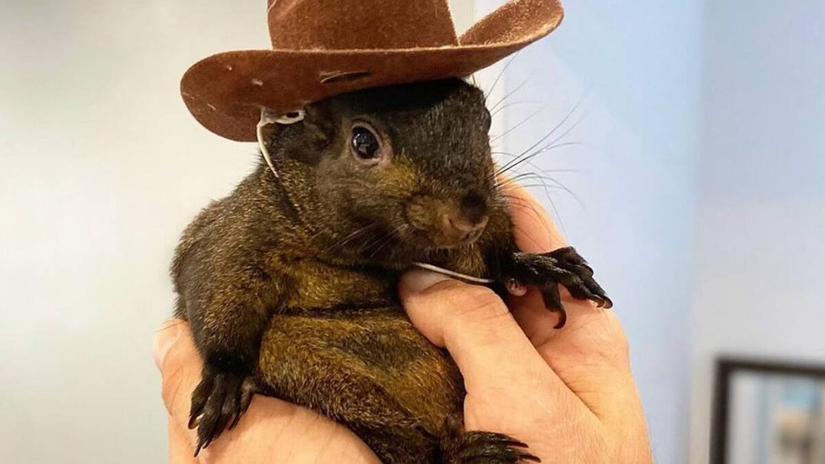 Billion-dollar squirrel: Trump effect fuels crypto’s ‘memecoin’ boom Billion-dollar squirrel: Trump effect fuels crypto’s ‘memecoin’ boom