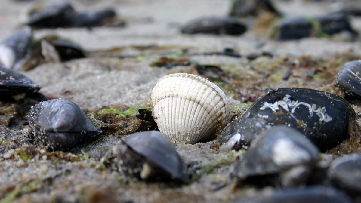 Toxic shellfish threat moves north - NZ Herald