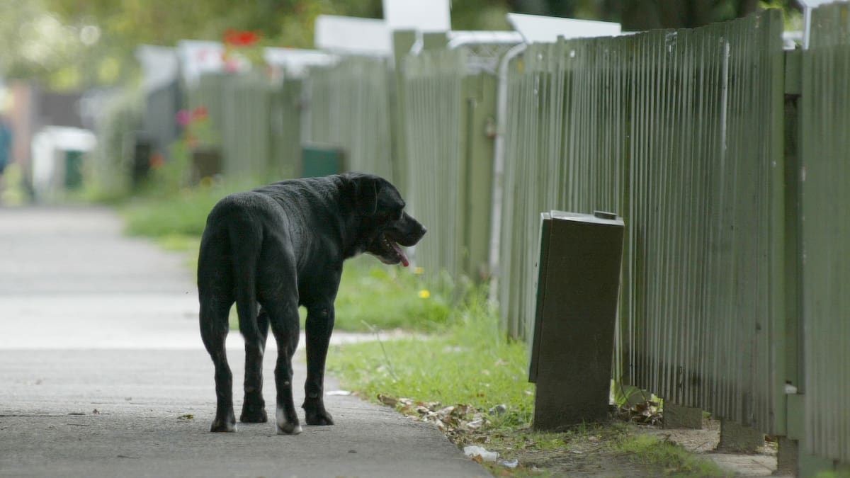 Tenant in fight with Kāinga Ora over dogs evicted after repeated abuse Tenant in fight with Kāinga Ora over dogs evicted after repeated abuse