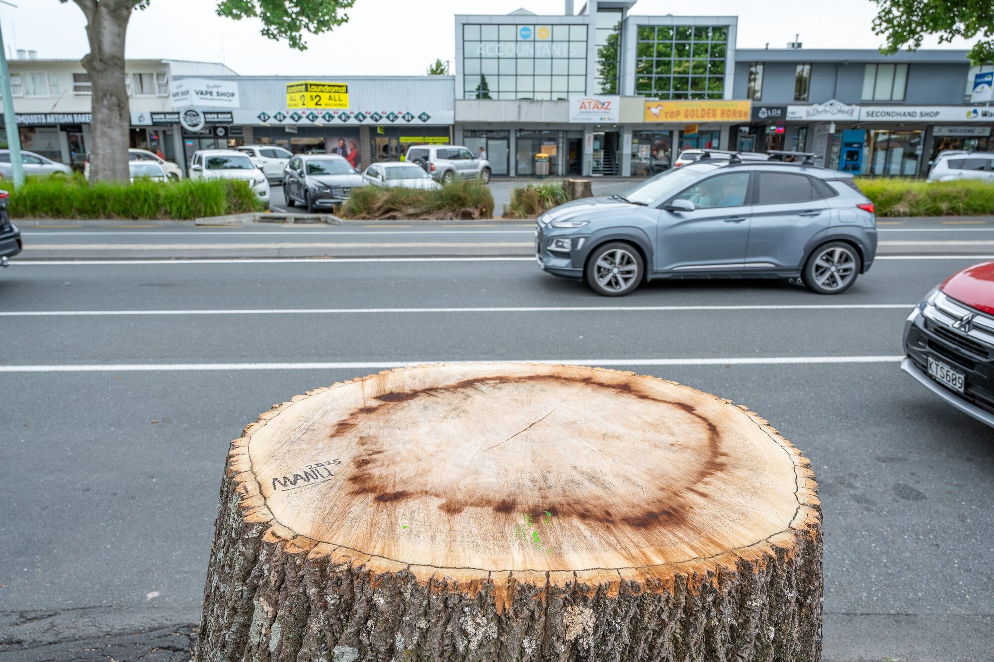 Two stumps remain on either side of Cameron Rd in the Greerton Village. Photo / David Hall.
